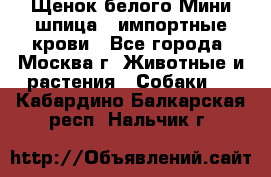 Щенок белого Мини шпица , импортные крови - Все города, Москва г. Животные и растения » Собаки   . Кабардино-Балкарская респ.,Нальчик г.